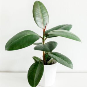 product 02